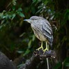 都内公園・ホシゴイ