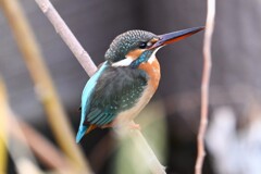 用水路・カワセミ♀ 