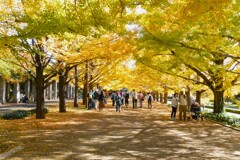 公園ウォークラリー・イチョウ並木