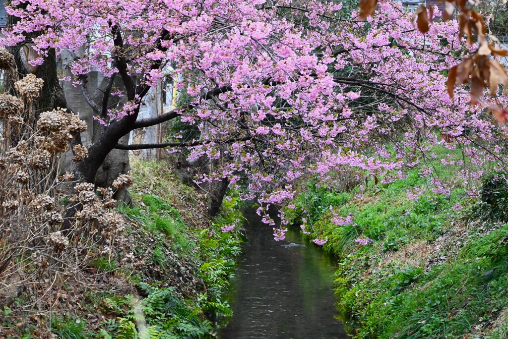 用水路・河津桜