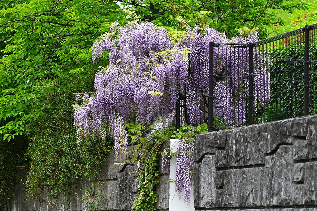 K川上流域・フジの花
