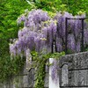 K川上流域・フジの花