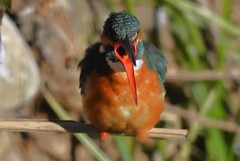 Ｋ川中流域・もう一羽のカワセミ♀ペリット吐き出し