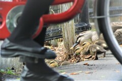 最短で用水路へ・・