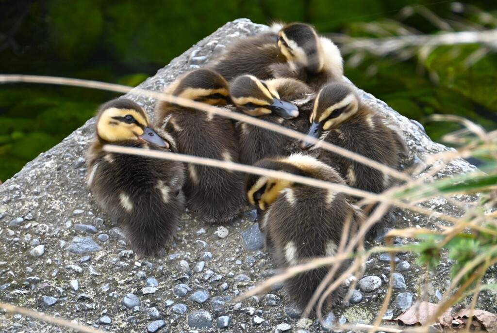 K川・下流域のカルガモひな8羽