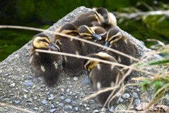 K川・下流域のカルガモひな8羽