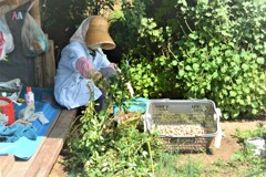 ラッカセイ収穫は家内の担当