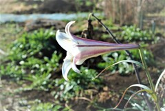 まだ頑張るタカサゴユリ