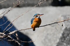 K川・カワセミ♀.