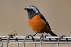 K川下流域・前向きなジョウビタキ♂