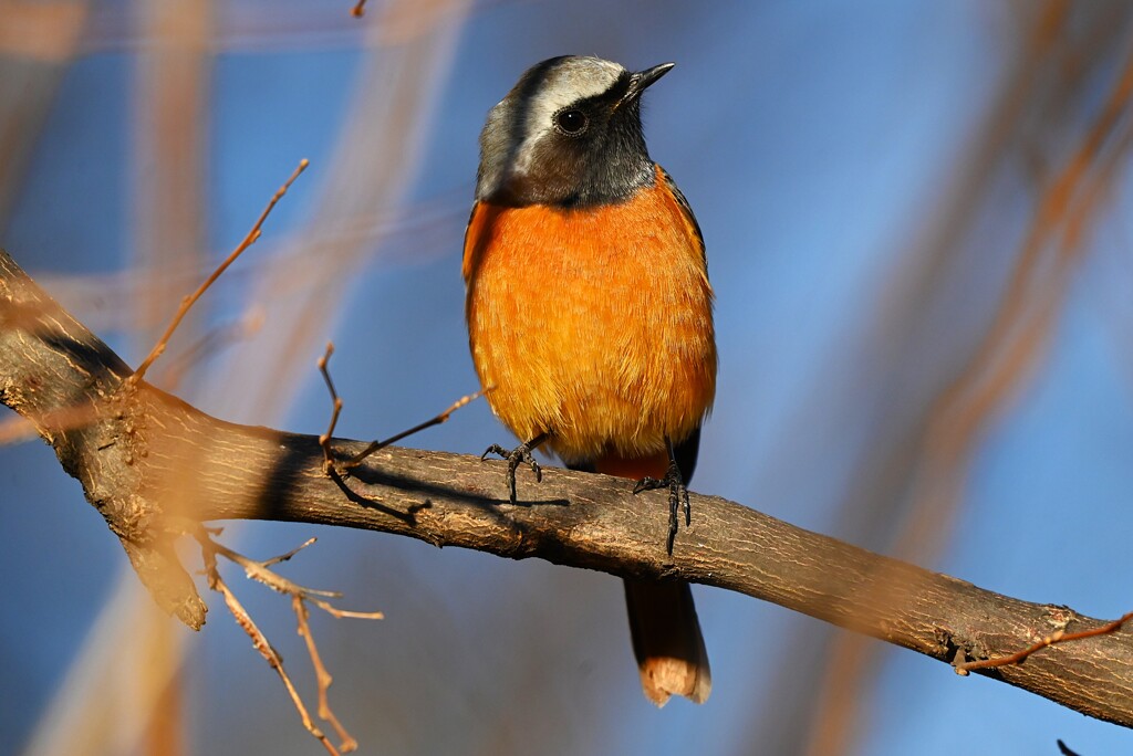 用水路・ジョウビタキ♂