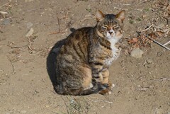 用水路・眠り猫