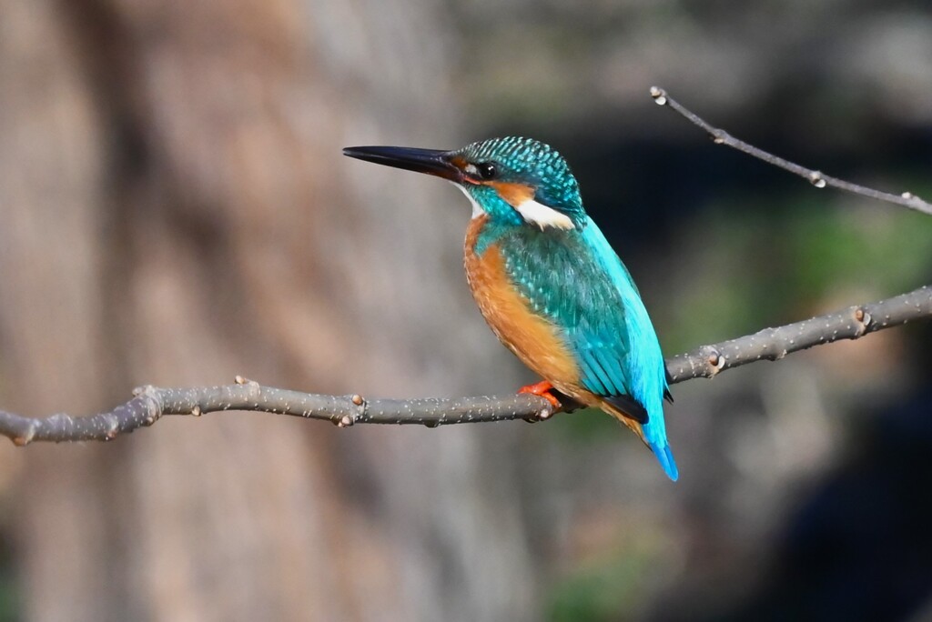 K川中流域のカワセミ♂若