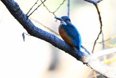 K川中流域のカワセミ♂若 (ハイキー調)