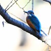 K川中流域のカワセミ♂若 (ハイキー調)