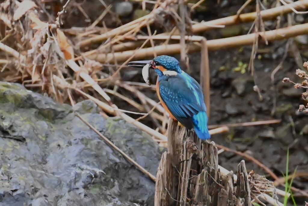 K川・雨の中流域でカワセミ♂ 