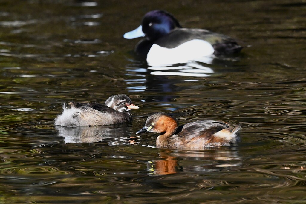 都内公園・カイツブリの親子