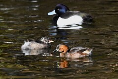 都内公園・カイツブリの親子