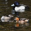 都内公園・カイツブリの親子