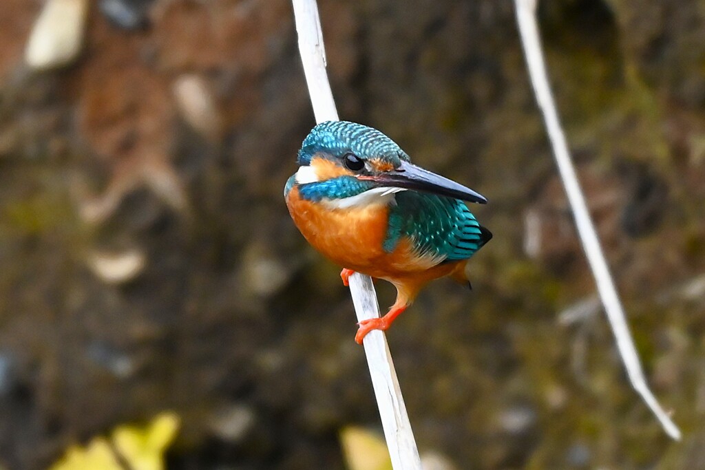 K川中流域・カワセミ♂