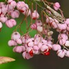 用水路・はじけるマユミ