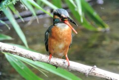 ７・アオダイショウとの戦いの間に腹ごしらえのカワセミ♀