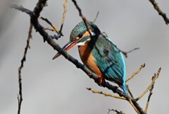 Ｋ川中流域・カワセミ♀若