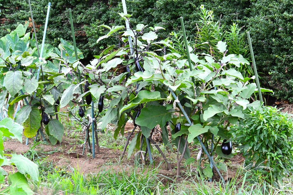 菜園・ナス各種