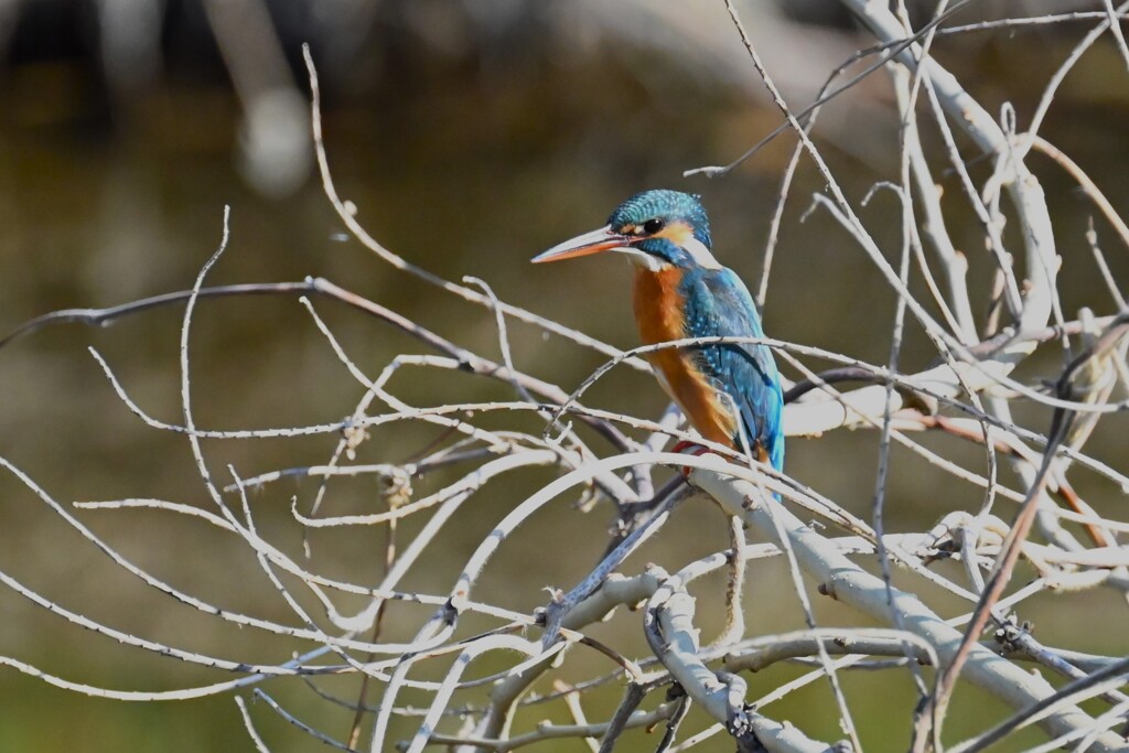 Ｋ川・中流域のカワセミ♀
