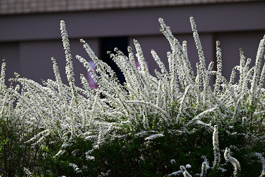 ユキヤナギ