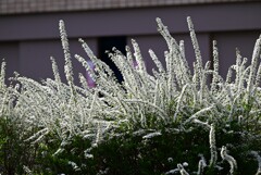 ユキヤナギ