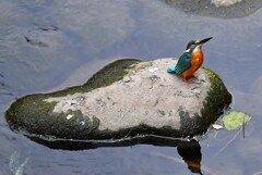 都内S川・上空を気にするカワセミ♂