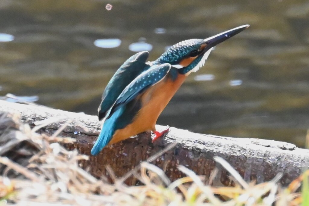 Ｋ川・最上流域のカワセミ♂ 