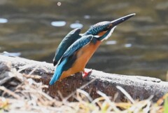 Ｋ川・最上流域のカワセミ♂ 