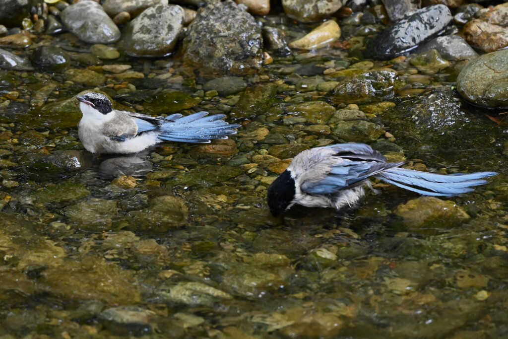 K川中流域・水浴びをするオナガ若鳥2羽