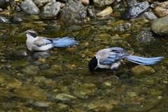 K川中流域・水浴びをするオナガ若鳥2羽