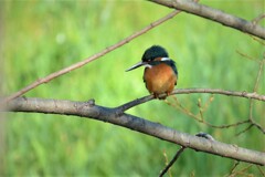 K川のカワセミ♂