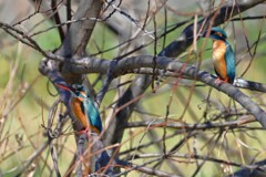2月28日 (K川・最上流のカワセミ♂♀初デートはぎこちなく)