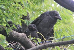 大きくなったハシブトガラスひな