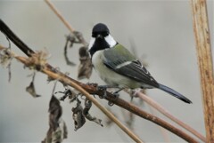 オオブタクサの種を食べるシジュウカラ