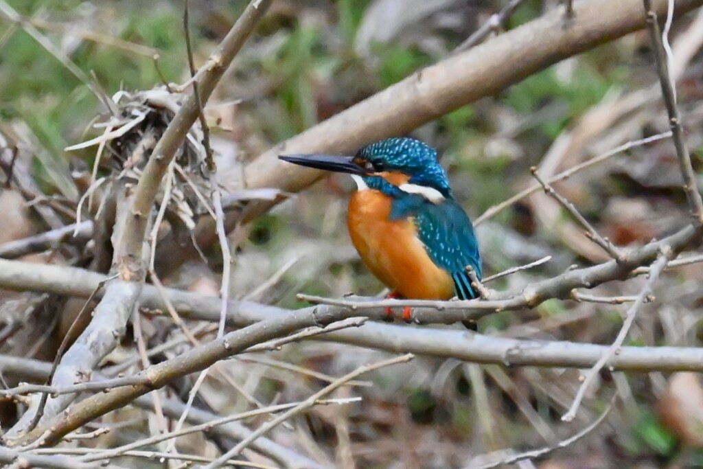 K川・中流域のカワセミ♂