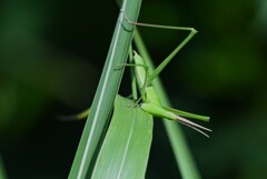 連絡道・草を食べるショウリョウバッタ