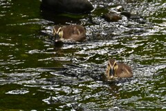 K川・中流域のカルガモひな2羽（3羽健在）