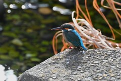 Ｋ川・水溜りのカワセミ♀