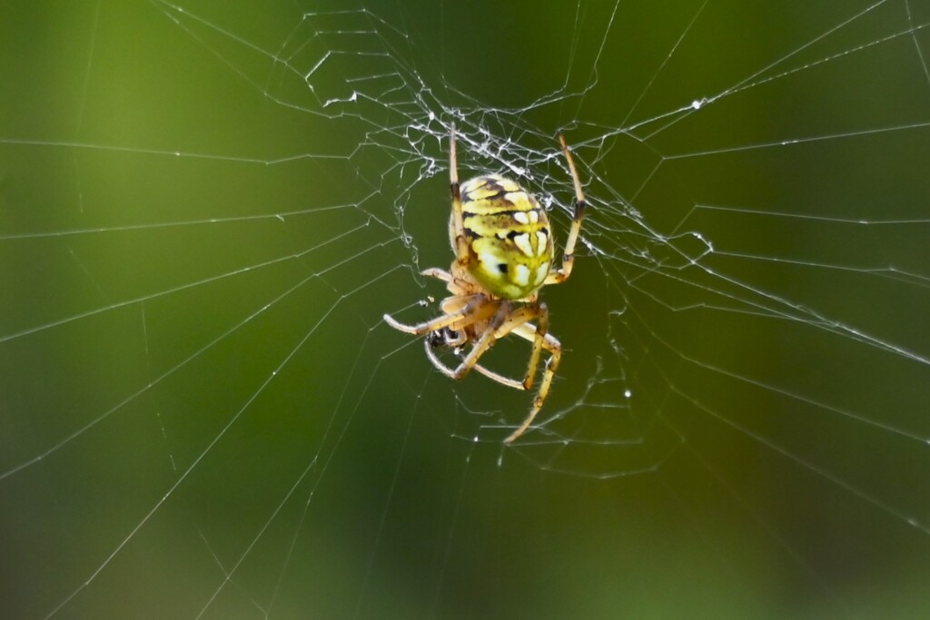 K川沿道・ドヨウオニグモ
