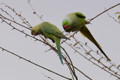 用水路・仲良く新芽を食べるワカケホンセイインコ夫婦