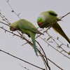 用水路・仲良く新芽を食べるワカケホンセイインコ夫婦