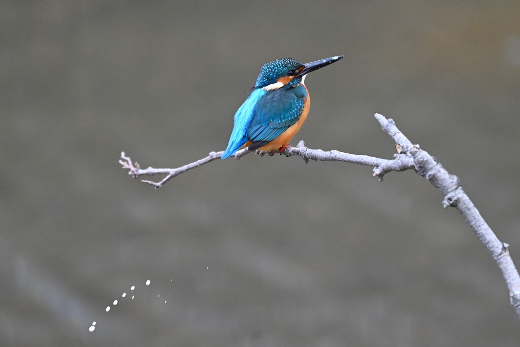 K川上流域・カワセミ♂若