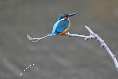 K川上流域・カワセミ♂若