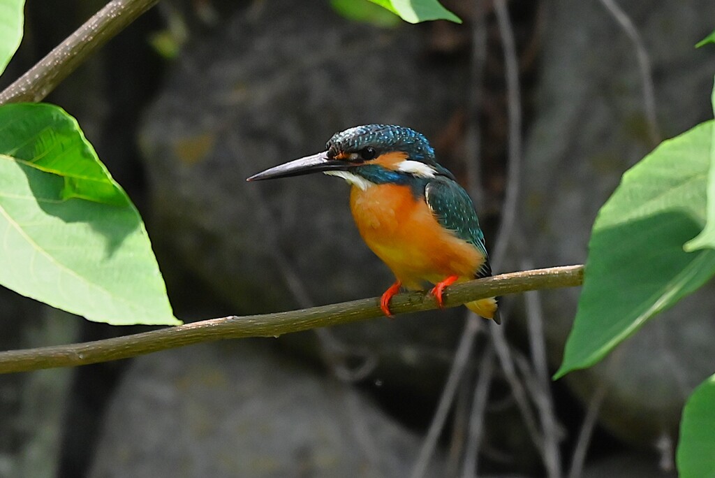 都内S川・カワセミ♂